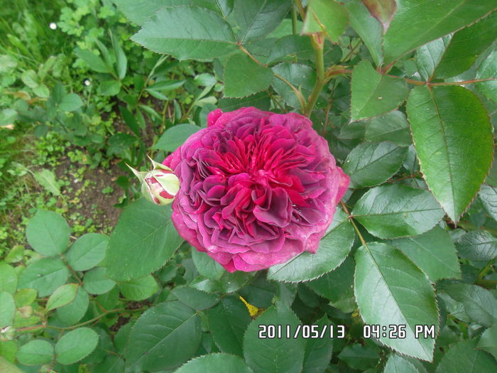 SAM_0491 - Trandafiri 2016