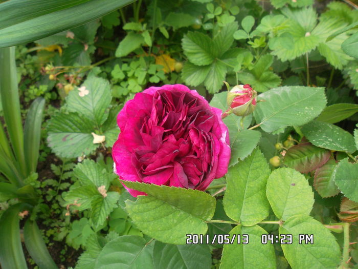 SAM_0483