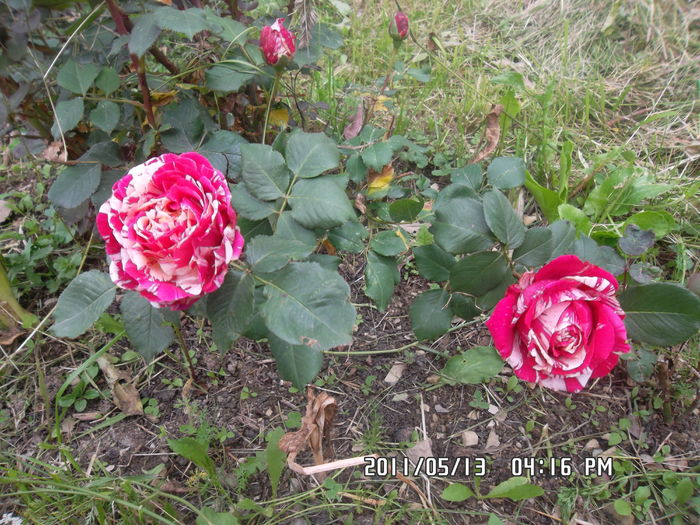 SAM_0481