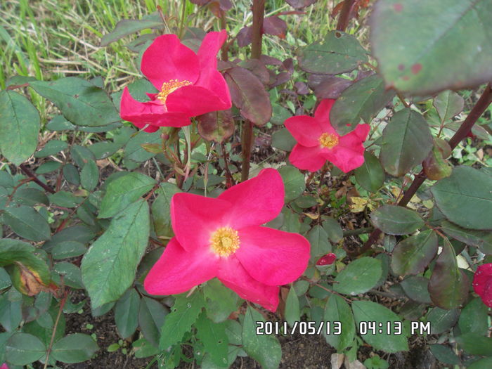 SAM_0480 - Trandafiri 2016