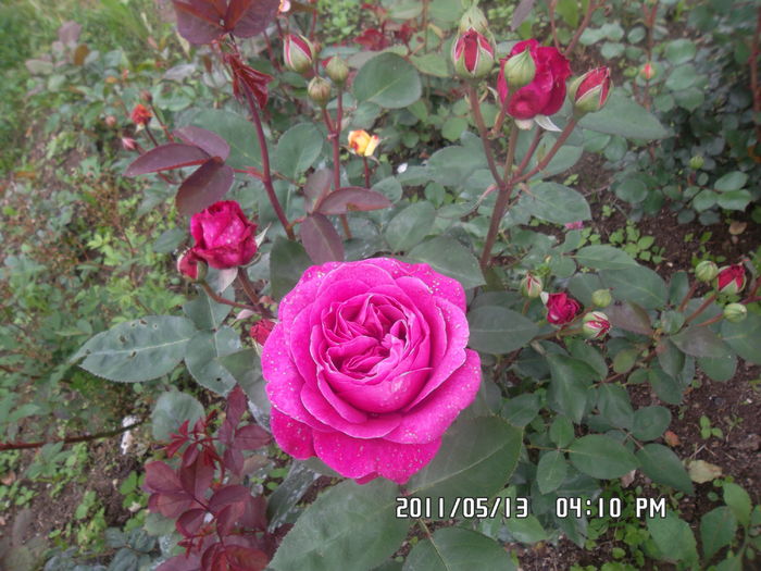 Old port - Trandafiri 2016