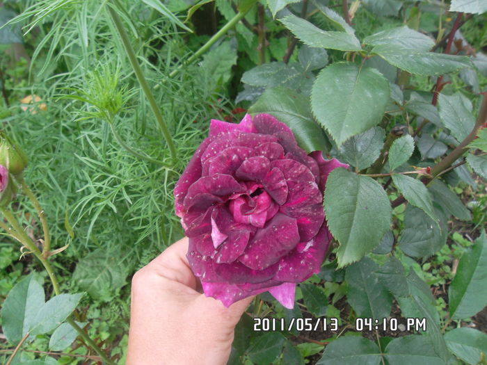 SAM_0474 - Trandafiri 2016