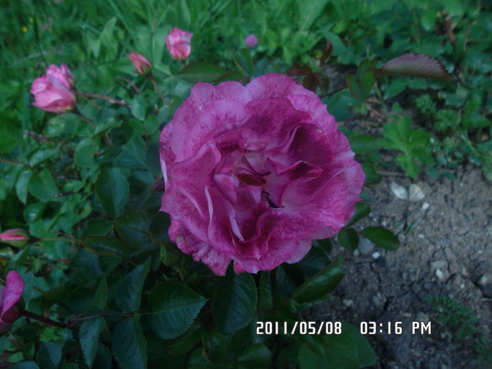 SAM_0417 - Trandafiri 2016