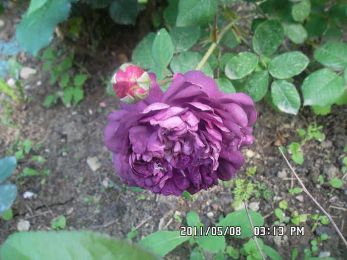 SAM_0409 - Trandafiri 2016