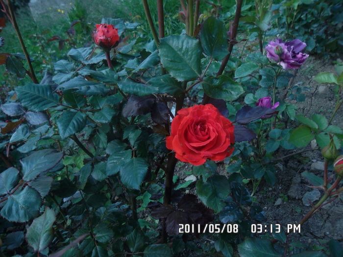 SAM_0408 - Trandafiri 2016