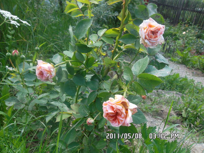 SAM_0407 - Trandafiri 2016