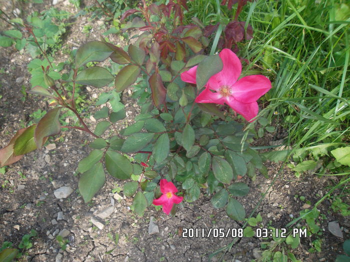 SAM_0406 - Trandafiri 2016