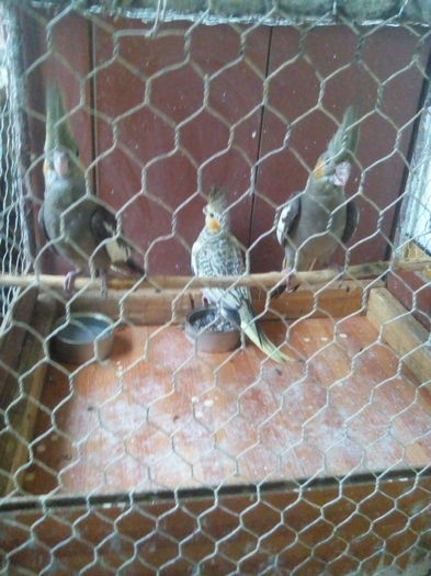 IMG_20160623_204016 - pui papagali 2016