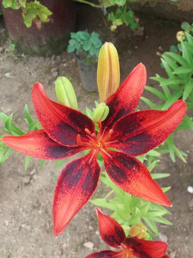 20160623_190928 - CRINI