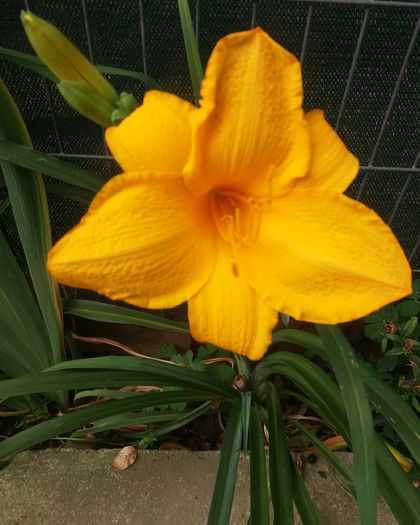 20160623_190419-1 - CRINI