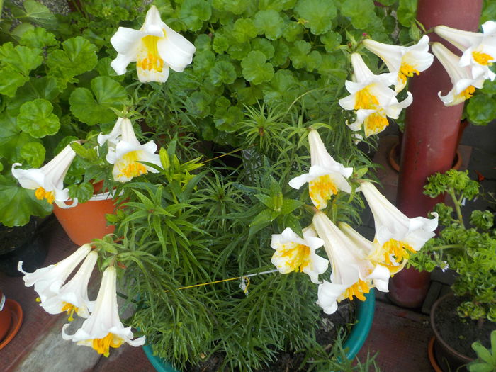 DSCN0292[1] - crini de gradina