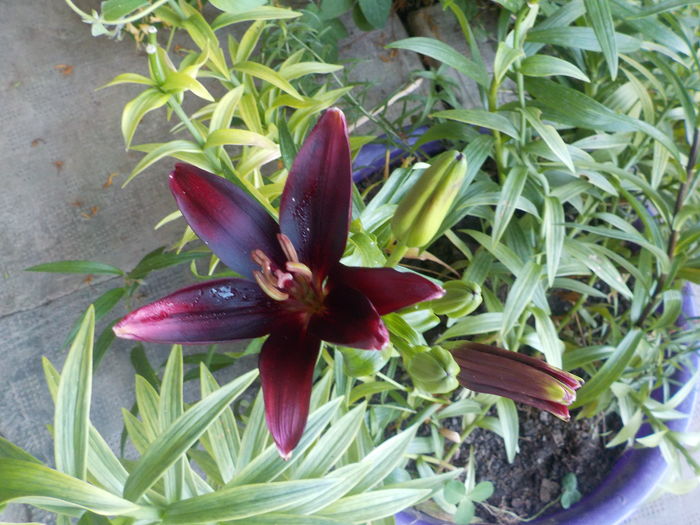 landini - crini de gradina