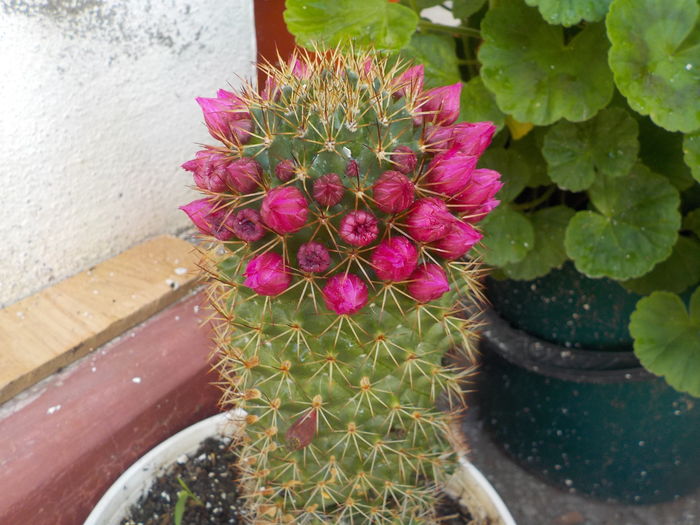 DSCN0294[1] - CACTUSI si SUCULENTE