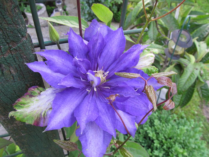 IMG_3532 - Clematite 2016