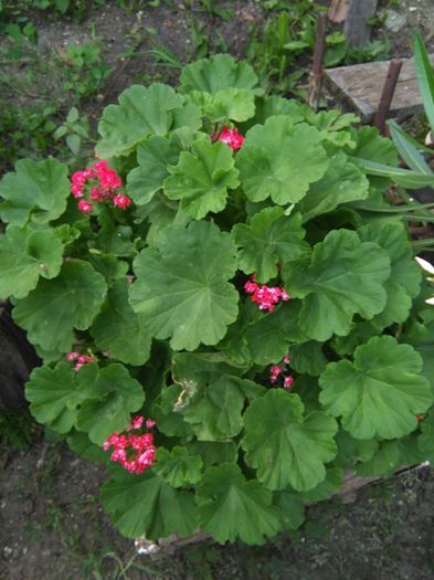 Scarlet rosebud