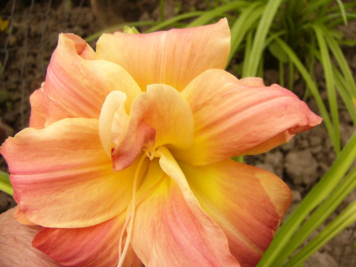 P1290275