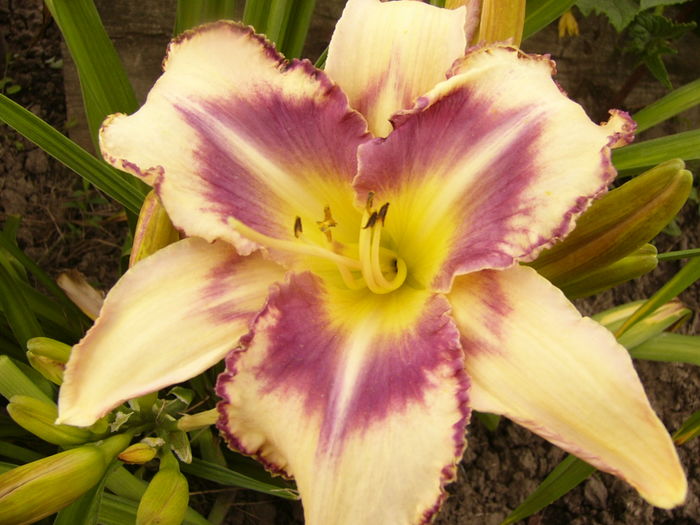 Hemerocalis Destined to See