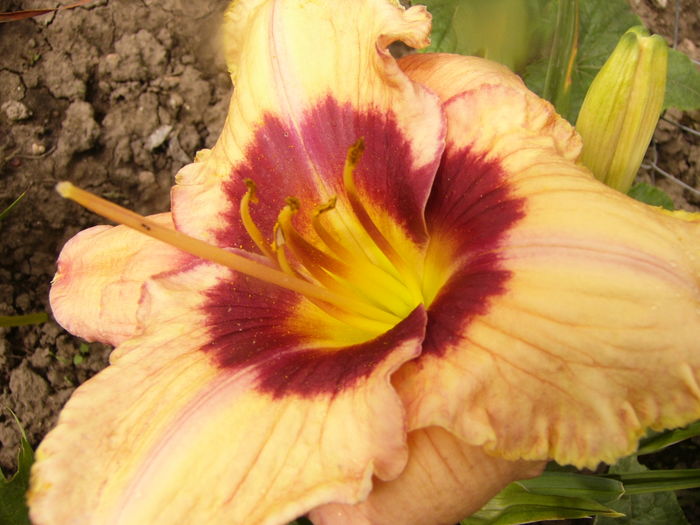 P1290290