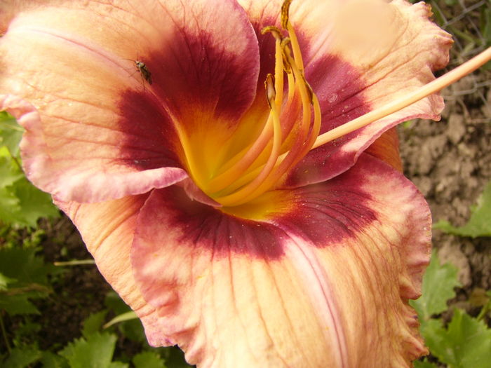 P1290294