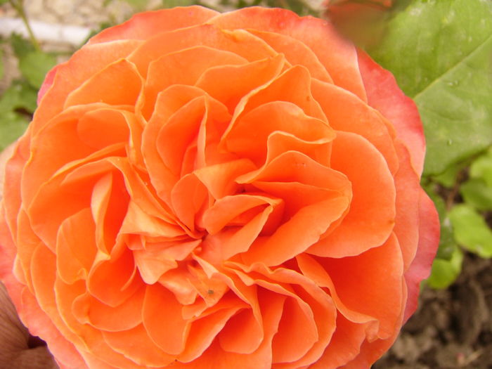 Rosa Emillien Guillot