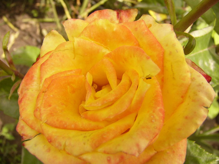 Rosa Dimov