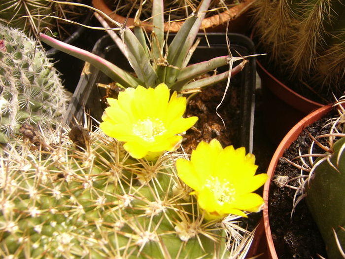 P1290339