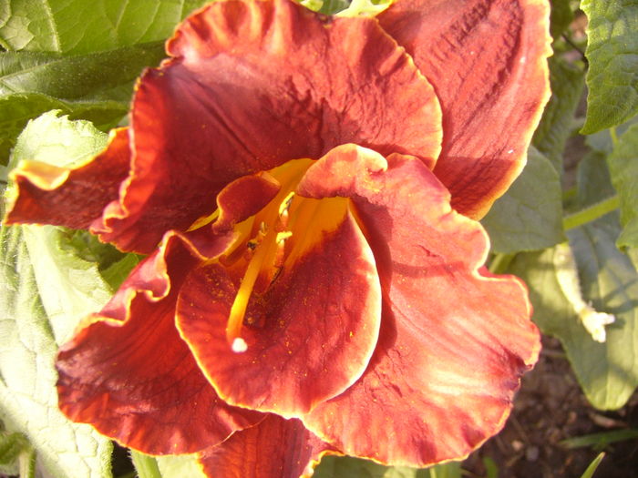 Hemerocalis Night Embers
