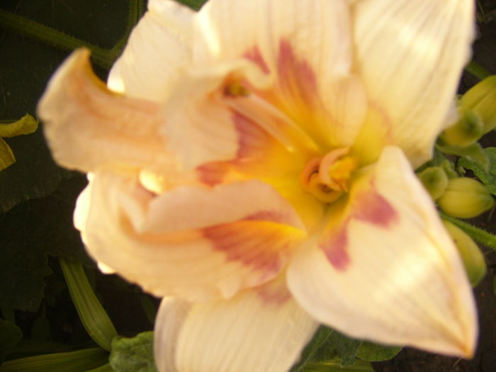 Hemerocalis Roswitha - ANUL 2016 FLORI VII