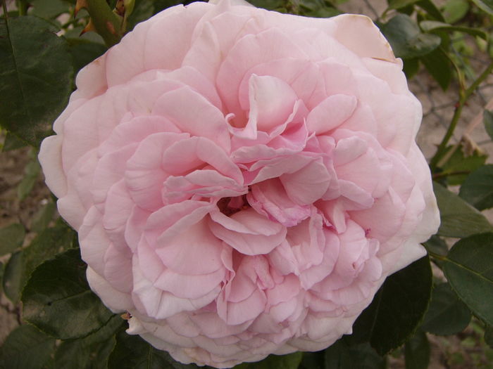 P1290393