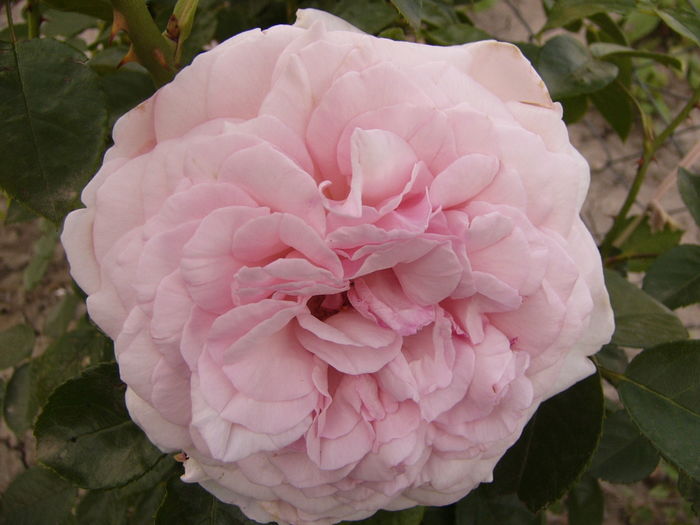 Rosa Alexandra Princess de Luxembourg
