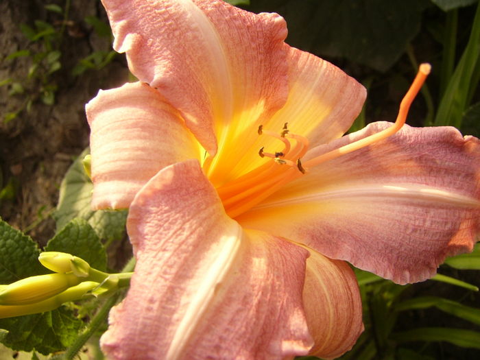 Hemerocalis Pretty Fancy