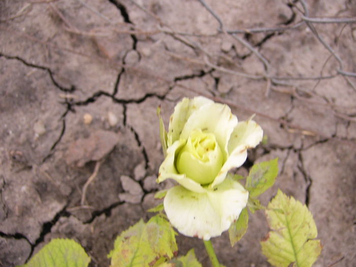 Rosa Super Green-sper-