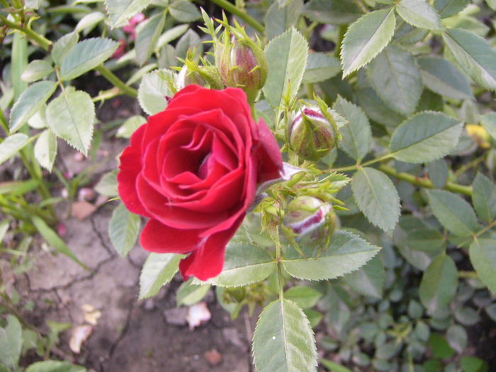 P1290417
