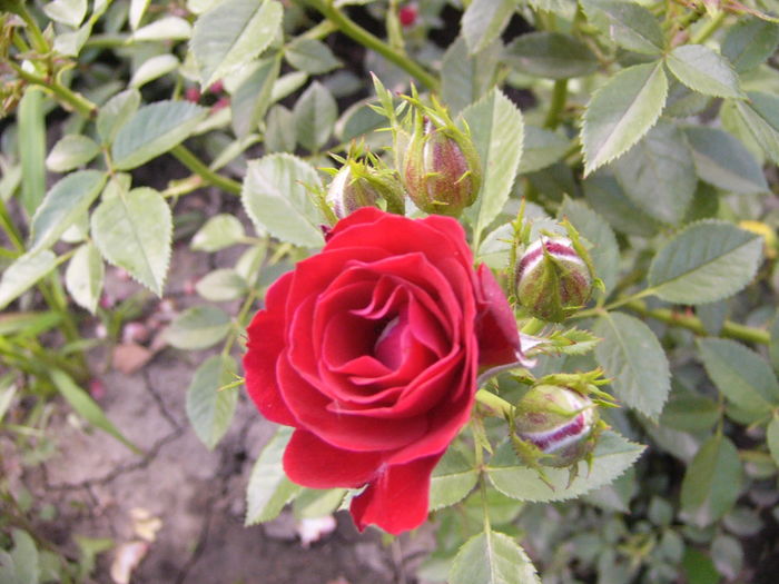 P1290418