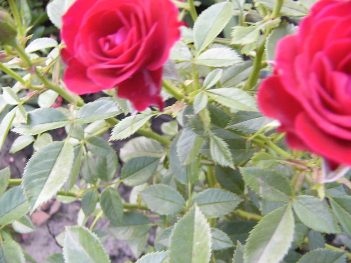 P1290419