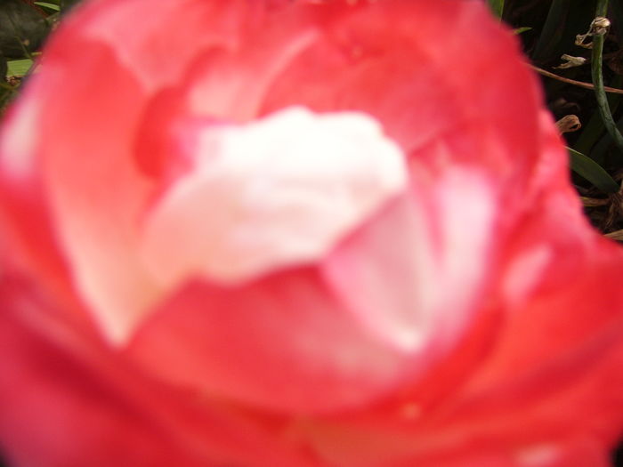 P1290425