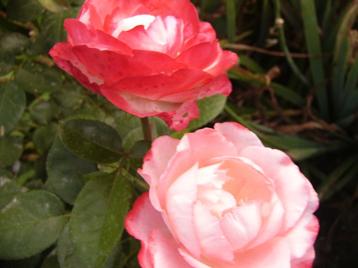 P1290426