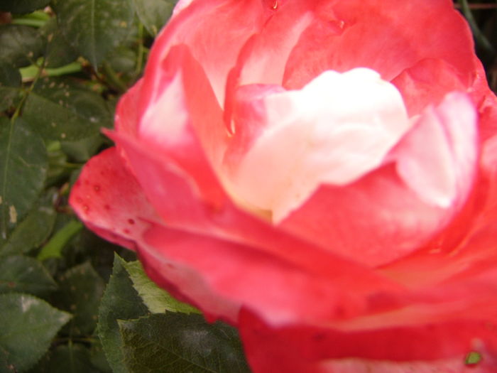 P1290430