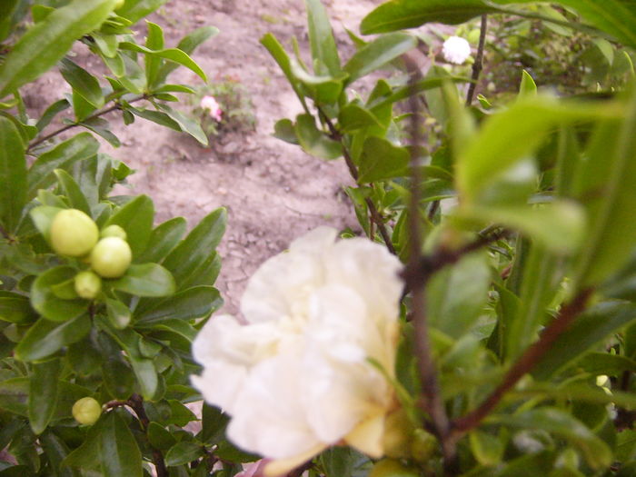 Punica Granatum Luteum Plenum