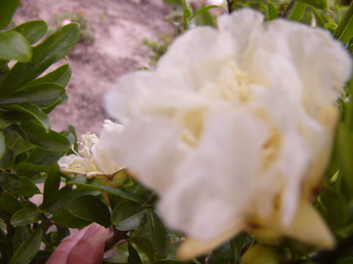 P1290433