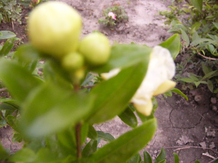 P1290437