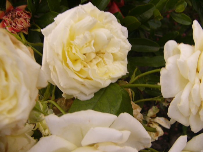 Rosa Elfe