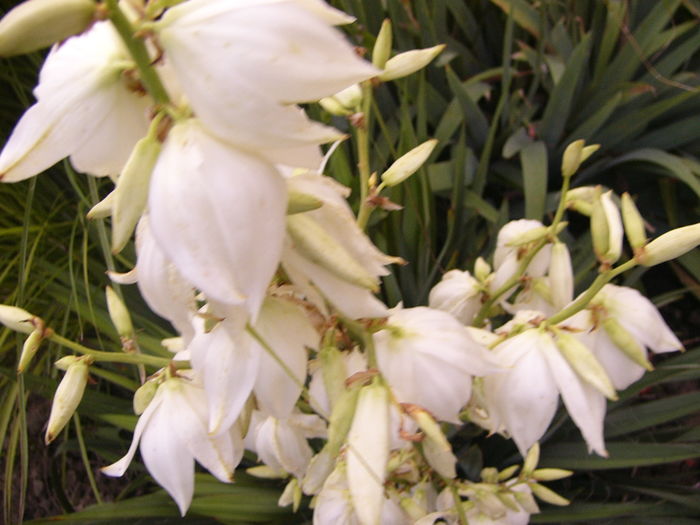 P1290447