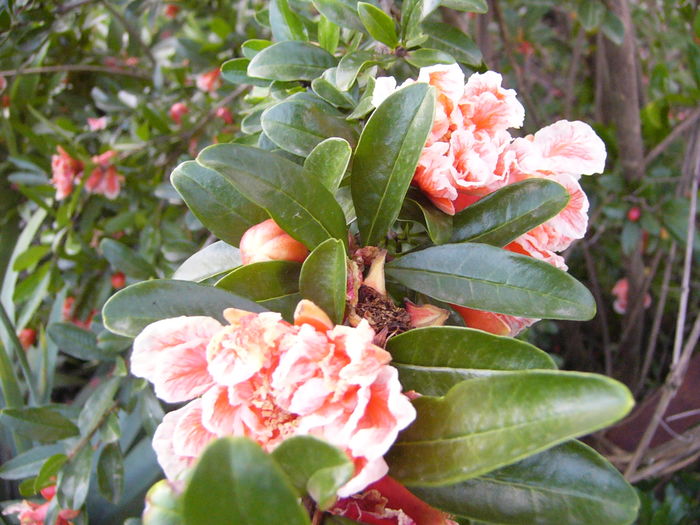 Punica Granatum Legrellie