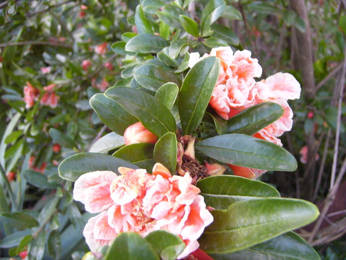P1290455