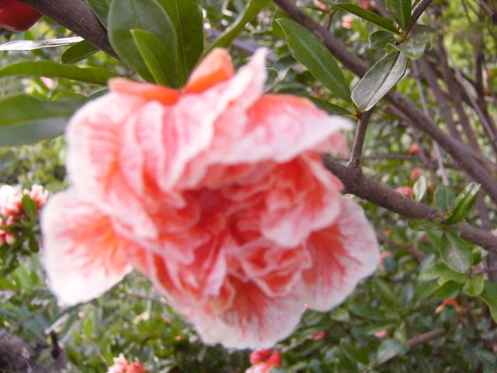 P1290456