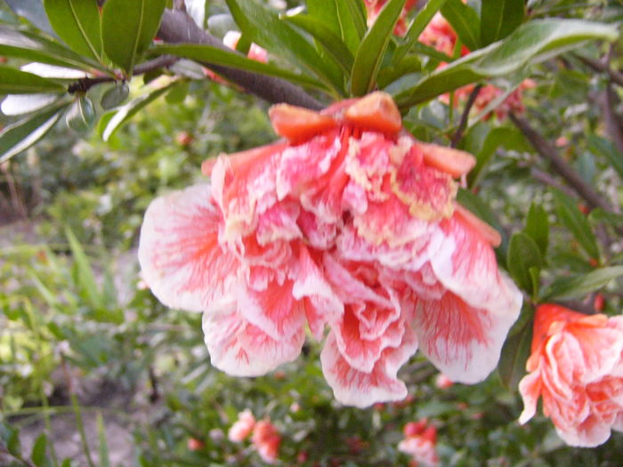 P1290462