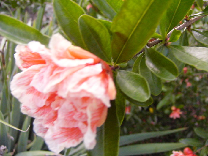 P1290463