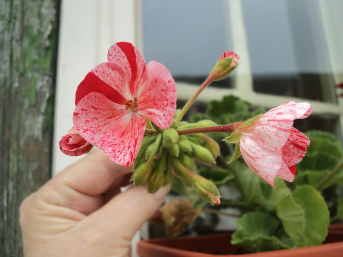 23 iunie Mozaic red - Muscate 2016 2022