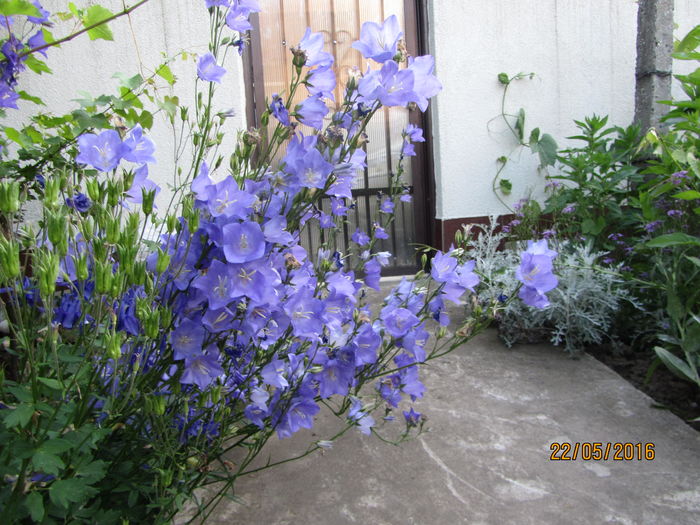 IMG_0176 - Flori de gradina-2016-Primavara